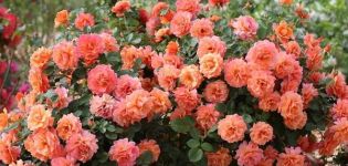 Description and characteristics of Easy Daz It variety roses, the subtleties of growing