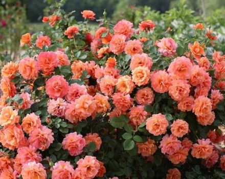 Description and characteristics of Easy Daz It variety roses, the subtleties of growing