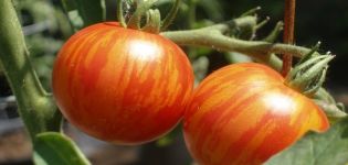 Descripción de la variedad de tomate Tiger Cub y características de cultivo.