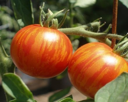 Description of the tomato variety Tiger cub and cultivation features