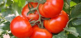 Description de la variété de tomate Moment et ses caractéristiques