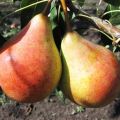 Description and characteristics of the Moskvichka pear variety, planting and care