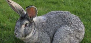 Description et caractéristiques des lapins géants gris, comment les élever