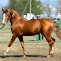 Característiques i regles per mantenir els cavalls de la raça Budyonnovsk i el seu preu