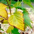 Pourquoi les feuilles de vigne jaunissent-elles et sèchent-elles, que faire et comment traiter