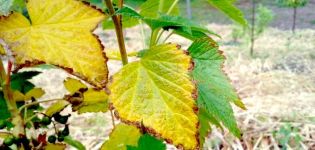 Why do grape leaves turn yellow and dry, what to do and how to process