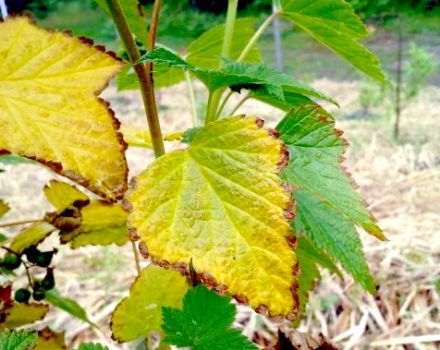 Kodėl vynuogių lapai pasidaro geltoni ir sausi, ką daryti ir kaip apdoroti