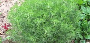 Description of the dill tree, growing and caring for the plant