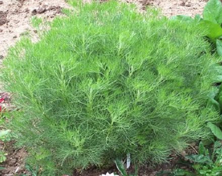 Description of the dill tree, growing and caring for the plant