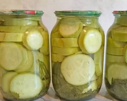 Recette étape par étape pour faire des courgettes marinées au beurre pour l'hiver