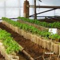 At what distance should tomatoes be planted in a greenhouse