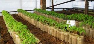 At what distance should tomatoes be planted in a greenhouse