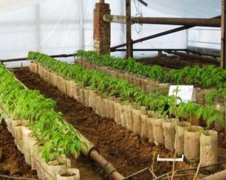 At what distance should tomatoes be planted in a greenhouse