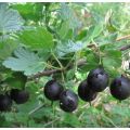 Description of black gooseberry varieties and its reproduction, cultivation and care