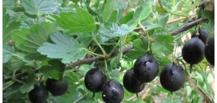 Description of black gooseberry varieties and its reproduction, cultivation and care