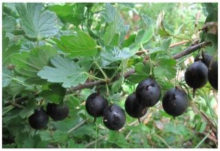 Descripción de las variedades de grosella negra y su reproducción, cultivo y cuidado.