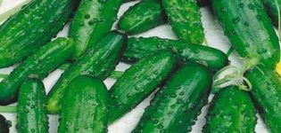 Description of the Ira cucumber variety, features of cultivation and care