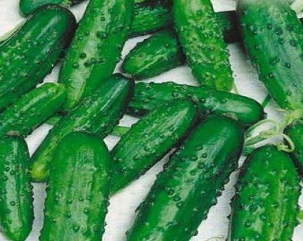 Description of the Ira cucumber variety, features of cultivation and care