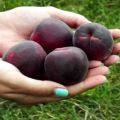 Description of the Black Prince apricot variety and its characteristics, taste and agricultural technology