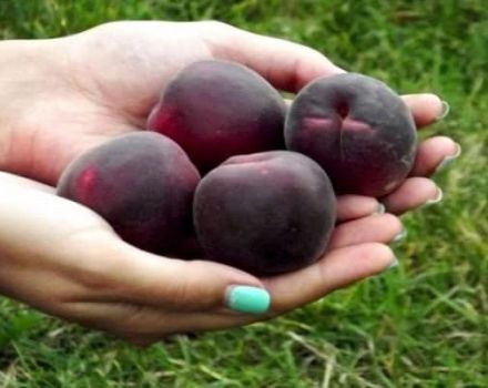 Description of the Black Prince apricot variety and its characteristics, taste and agricultural technology