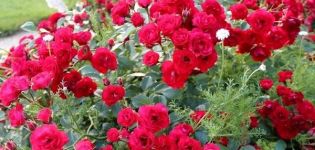 Description of varieties of ground cover roses, planting and care in the open field