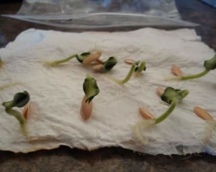 How to quickly and correctly germinate cucumber seeds before planting and is it necessary