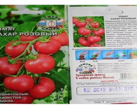 Ciri-ciri dan perihalan varieti tomato Gula perang, hasil