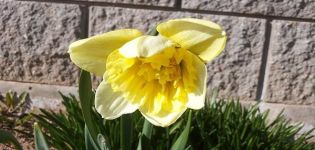 Description and characteristics of daffodil Ice King, growing a flower and application in landscape design