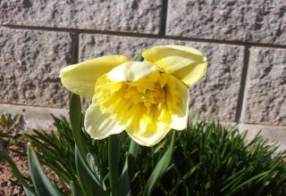 Mga paglalarawan at mga katangian ng Daffodil Ice King, lumalaki ang isang bulaklak at aplikasyon sa disenyo ng landscape