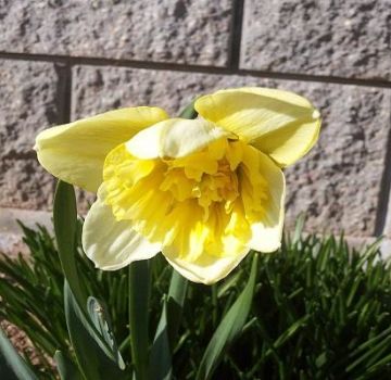 Description and characteristics of daffodil Ice King, growing a flower and application in landscape design