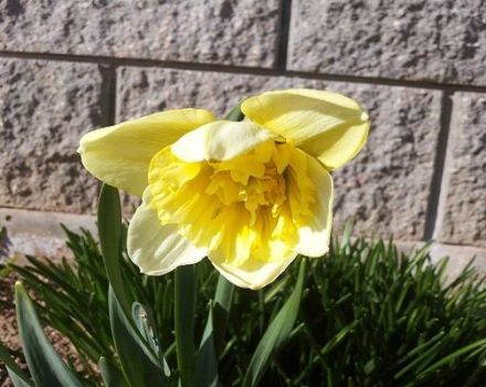 Description and characteristics of daffodil Ice King, growing a flower and application in landscape design