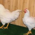 Description and rules for keeping chickens of the Super Nick breed