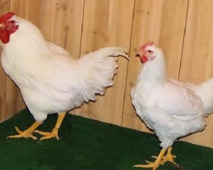 Description et règles d'élevage des poulets de la race Super Nick