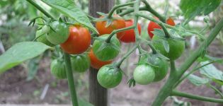 Characteristics and description of the tomato hybrid Barberry