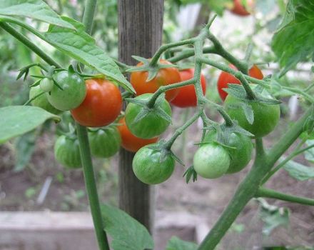 Caratteristiche e descrizione dell'ibrido di pomodoro Crespino