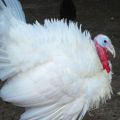 Description and characteristics of victoria turkeys, content of crosses