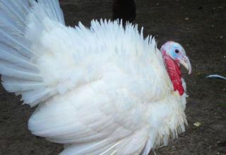 Description and characteristics of victoria turkeys, content of crosses