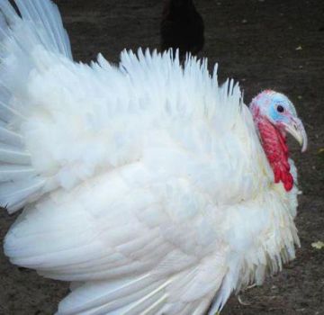 Description and characteristics of victoria turkeys, content of crosses