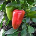 Description of pepper varieties Latino, Ekaterina and Kupets, their characteristics and yield