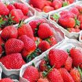 Comment bien conserver les fraises à la maison pour l'hiver