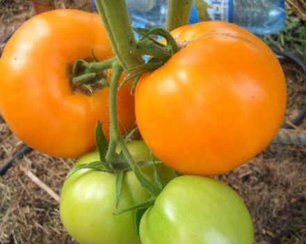 Characteristics and description of the honey spas tomato variety, its yield