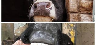 ¿Por qué las vacas rechinan los dientes y qué hacer?