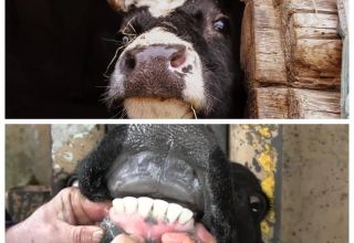 Pourquoi les vaches font-elles grincer des dents et que faire