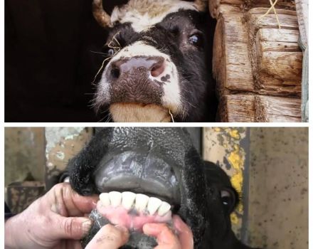 Why do cows grind their teeth and what to do