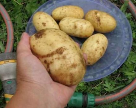 Description de la variété de pomme de terre Colette, ses caractéristiques et son rendement