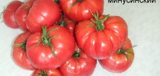 Características y descripción de las variedades productivas de tomates minusinsk.