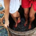 Cómo presionar adecuadamente las uvas sobre el vino en casa y crear una prensa con sus propias manos