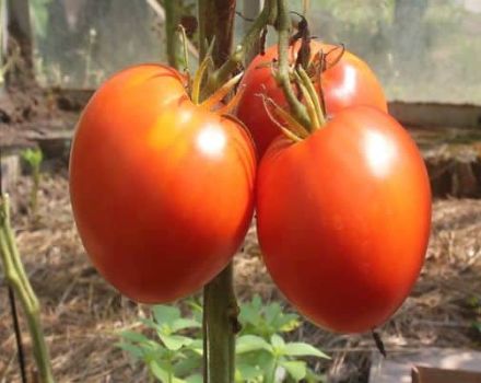 Descripción de la variedad de tomate Corazón de canguro, sus características y productividad.