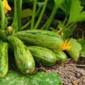 Pourquoi les ovaires des courgettes tombent et jaunissent, que faire