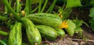 Pourquoi les ovaires de courgettes tombent et jaunissent, que faut-il faire?